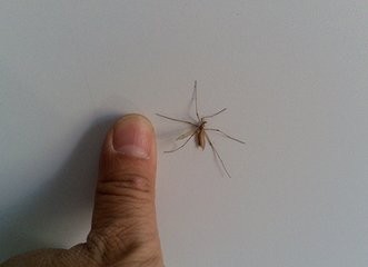 蚊子为什么总咬你？