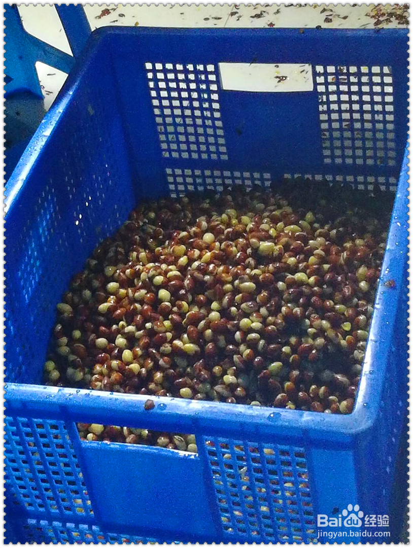 风味型雪莲果饮料配方的技术研究