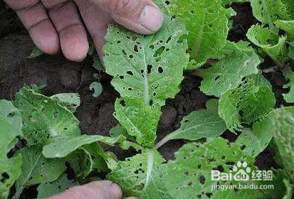 吃蔬菜有哪些要注意的问题？