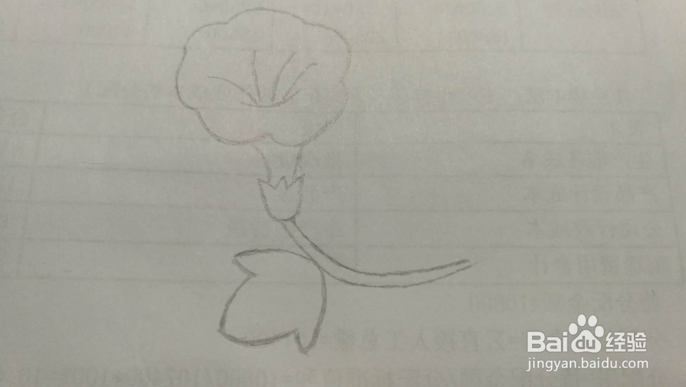 牵牛花——简笔画