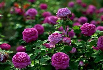 月季切叶蜂怎么防治#校园分享#