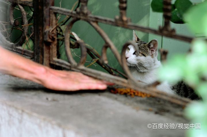 猫咪为什么不吃东西
