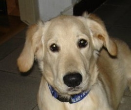 如何让金毛犬养成良好的习惯