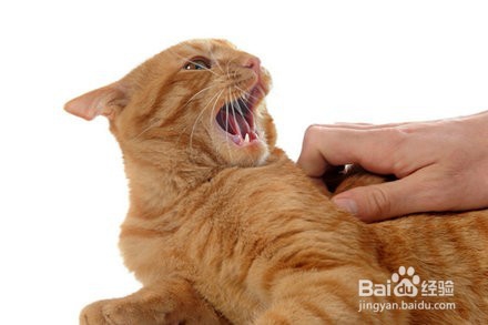 猫咪在哪些时候不能去打扰
