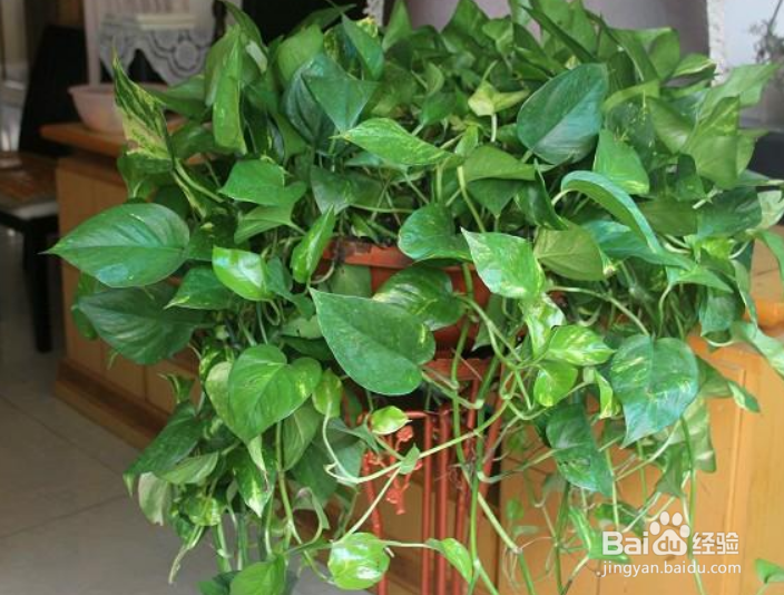 绿箩黄叶子怎么处理