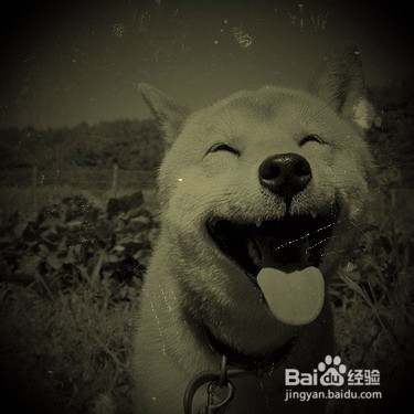 属狗2019年的全年运势