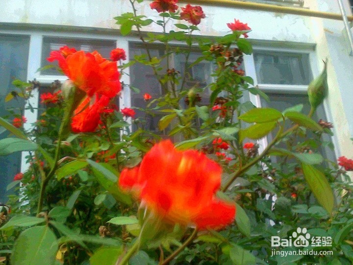 花树在秋天怎样养护好