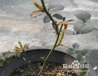 盆栽月季花怎么养