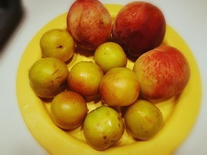 桃李布丁的做法