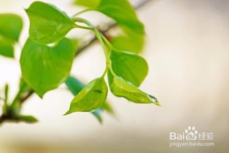 长白山药谷丁香不适合的人群