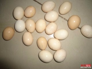 怎样才能快速辨别鸡蛋的好坏
