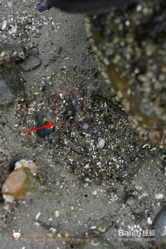 拾海的孩子&亲亲小动物(组图)