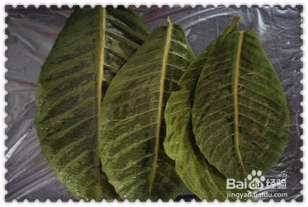 夏季止咳小妙招,枇杷叶冰糖雪梨怎么做