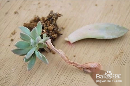 冬天多肉叶片扦插方法