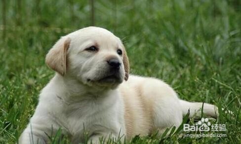 狗沐浴露怎么稀释
