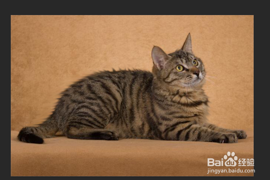 ps如何使用涂抹工具