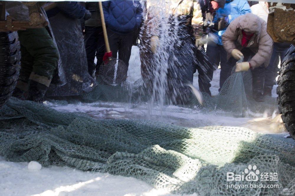 【内蒙古】达里湖冬捕节旅游攻略