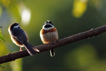分手的陪伴大师