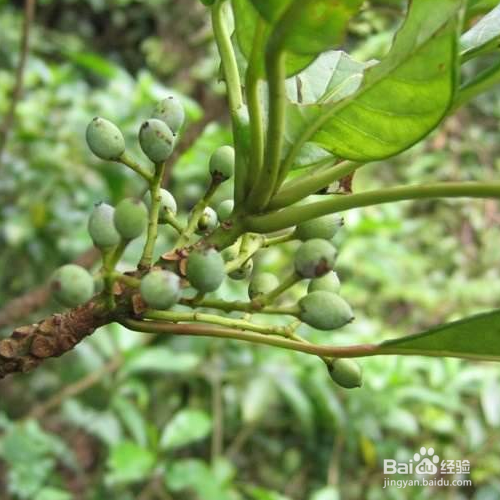 牛耳枫的培育方法和注意事项