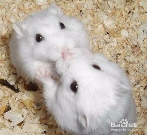 鼠成为宠物的特色