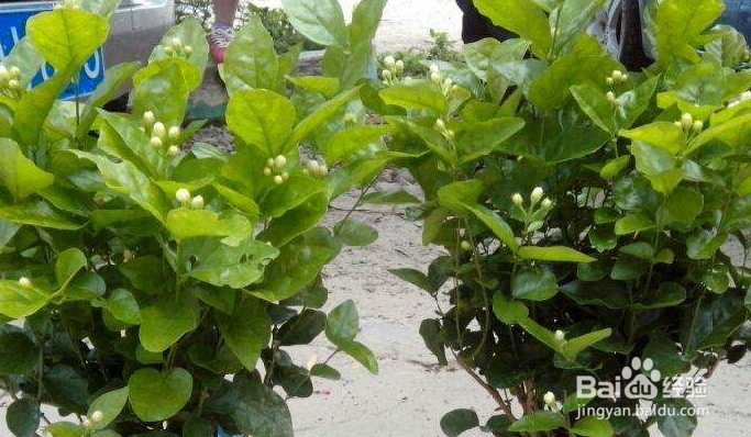 茉莉花怎么养啊?