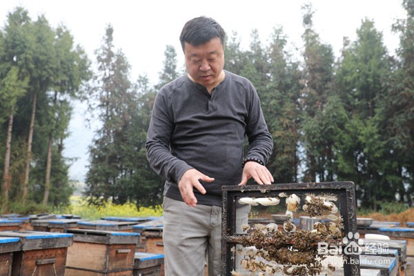 蜂王浆怎么这么难喝的呢?蜂王浆口感如何?