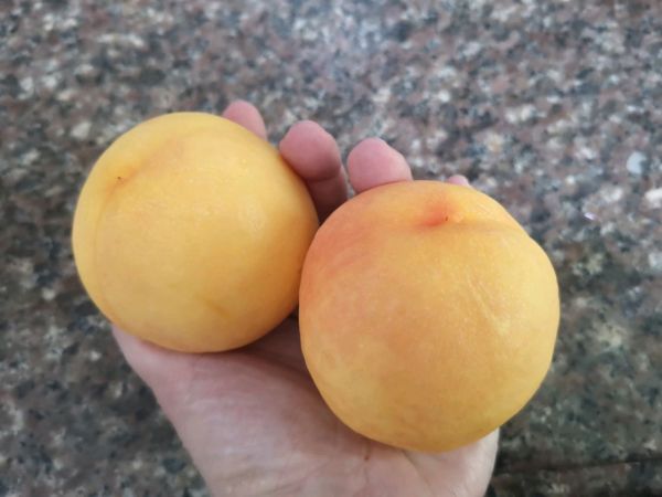 黄桃蔓越莓鲜银耳羹