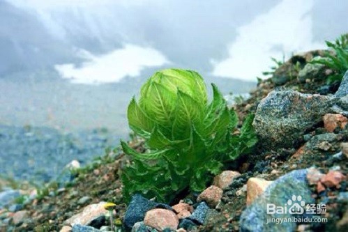 雪莲花的作用有哪些