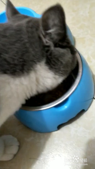 用宠物饮料给宠物猫狗补水的方法