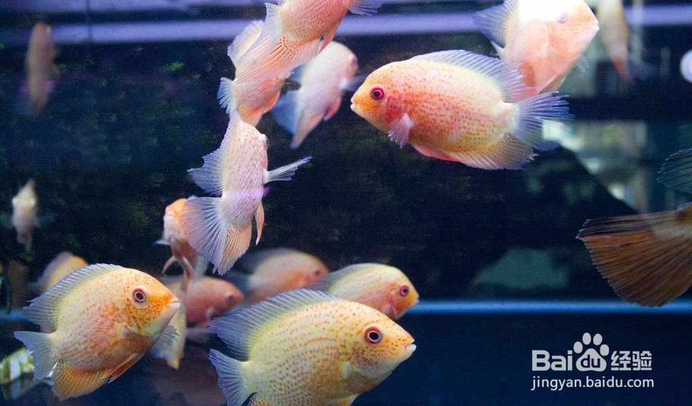怎么购买具有较高价值的观赏鱼