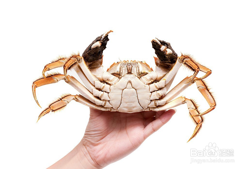 怎么轻松辨别螃蟹公母?
