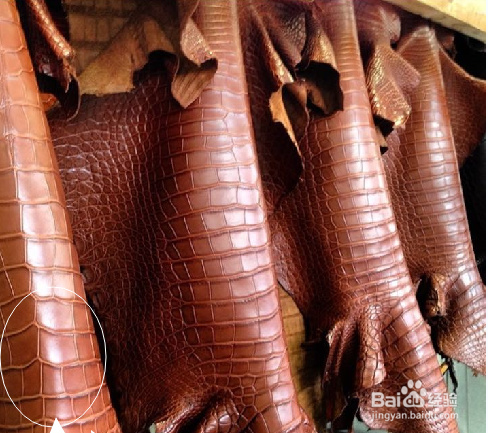 什么事重涂鳄鱼皮？