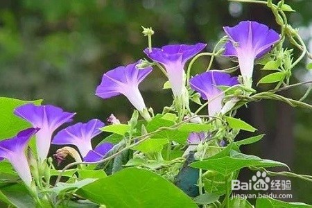 怎么养牵牛花