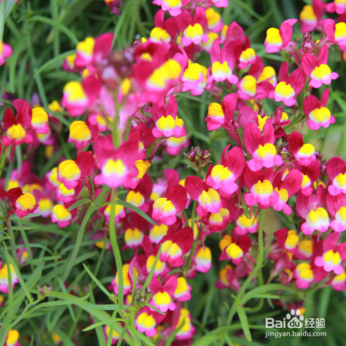 龙面花草本花卉怎么养殖？