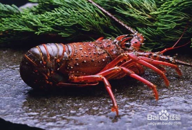 冷冻澳洲龙虾处理方法