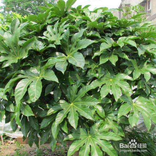 八角金盘常见虫害及其防治？