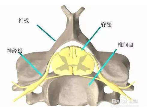 什么叫马尾神经受压？