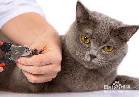 被猫抓伤怎么办