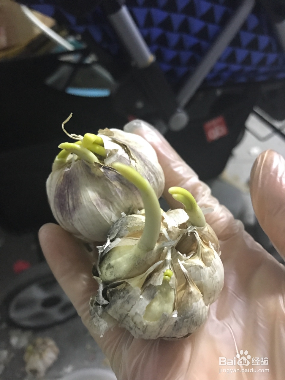 详细教你做水培蒜苗