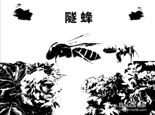 隧蜂简笔画设计