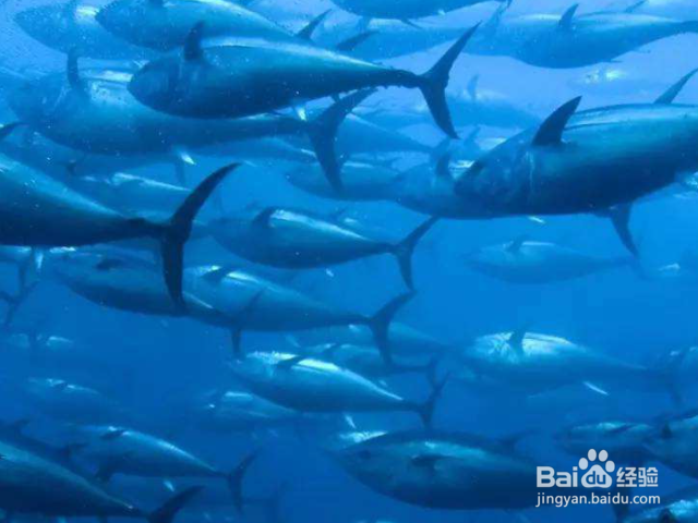 金枪鱼为什么没寄生虫