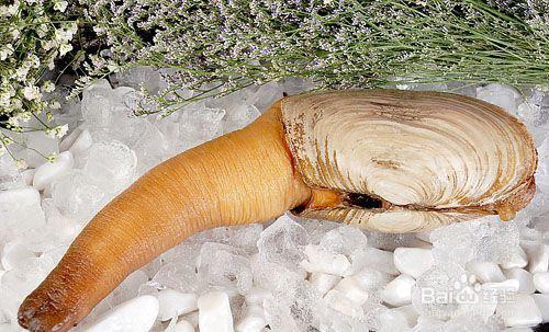 象拔蚌热销中国，象拔蚌的营养价值