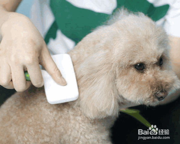 狗狗洗澡用到的七件物品