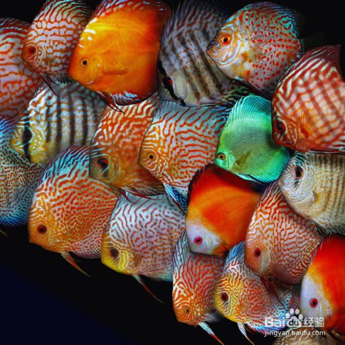 七彩神仙鱼孵化技巧 百度经验