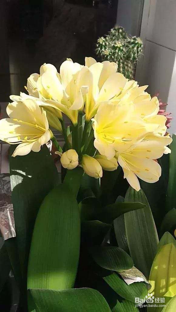 3种花“品味高”,养在家里,档次高,有格调!