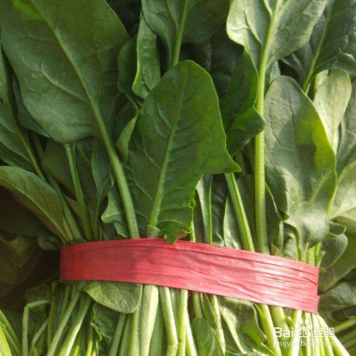 种菠菜的时间和方法