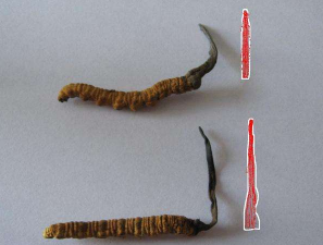 关于冬虫夏草服用的五个误区