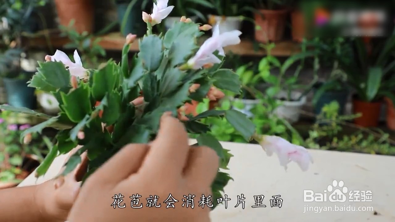 蟹爪兰有花苞了怎么养