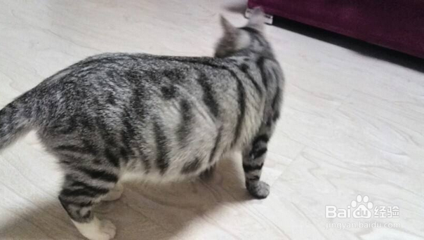 照顾怀孕期间的猫咪有哪些注意事项？