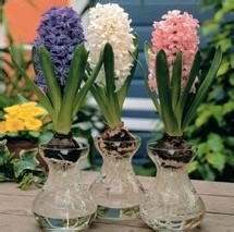 【风信子】解读风信子的养殖方法及注意事项